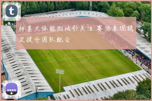 柯基犬体能测试引关注 赛场表现稳定提升团队配合